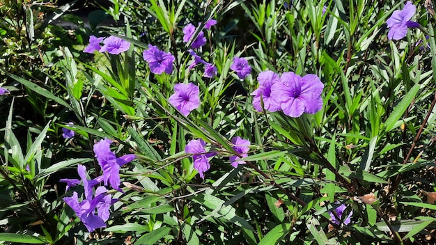 Un buisson avec de belles fleurs violettes 01