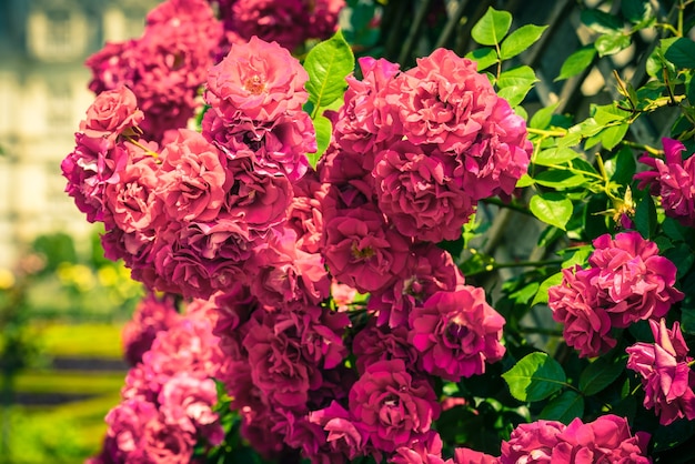 Buisson de belles roses dans un jardin. Prise de vue filtrée