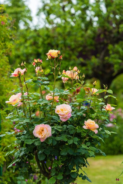 Buisson de belles roses dans un jardin Tir vertical