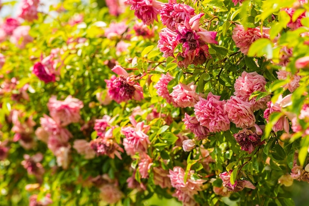 Buisson de belles roses dans un jardin