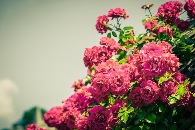 Buisson de belles roses dans un jardin