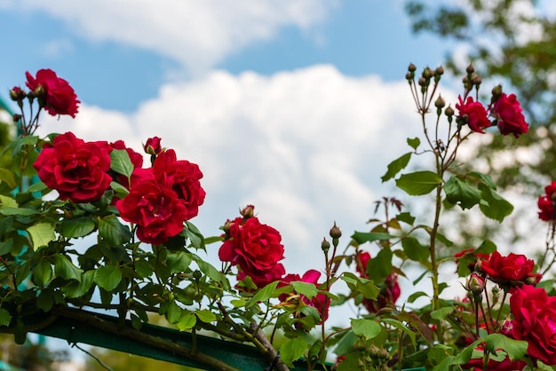 Buisson de belles roses dans un jardin