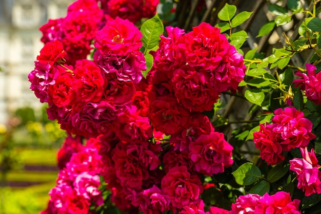 Buisson de belles roses dans un jardin