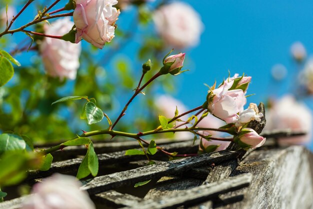 Buisson de belles roses dans un jardin