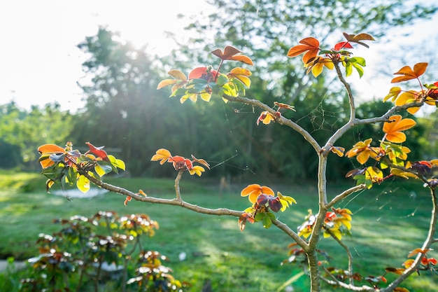 Buisson de Bellyache Jatropha gossypifolia