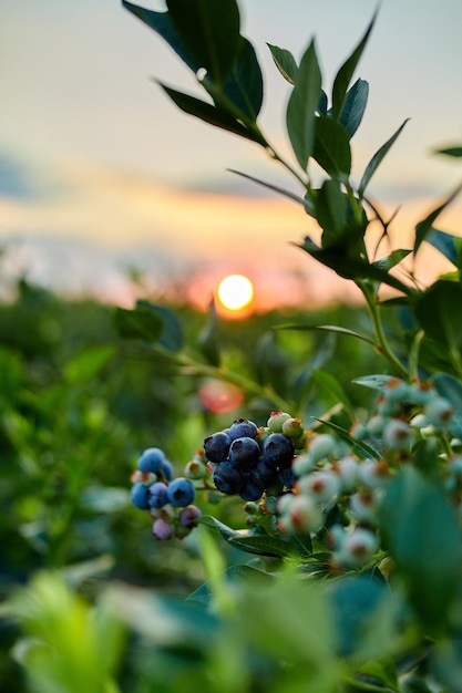 Buisson de bleuets au coucher du soleil bio mûr avec des baies succulentes juste prêtes à être cueillies