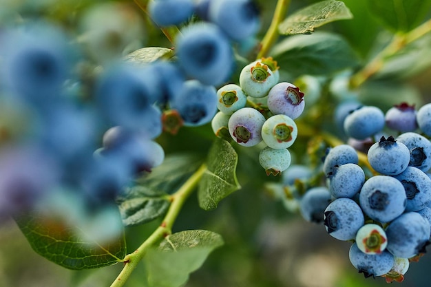 Buisson de bleuets au coucher du soleil bio mûr avec des baies succulentes juste prêtes à être cueillies