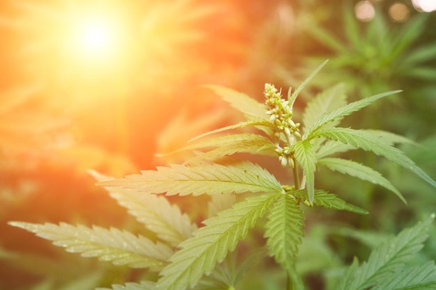Buisson de cannabis sous les rayons du soleil