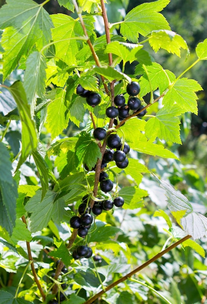 Buisson de cassis