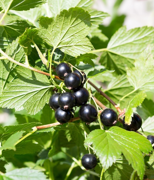 Buisson de cassis