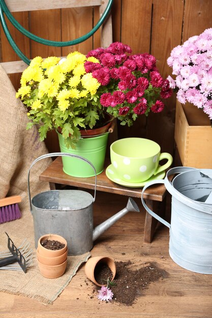 Buisson de chrysanthème dans des outils de boîte en bois pour le jardinage sur fond de mur en bois