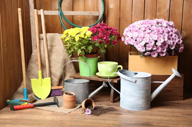 Buisson de chrysanthème dans des outils de boîte en bois pour le jardinage sur fond de mur en bois