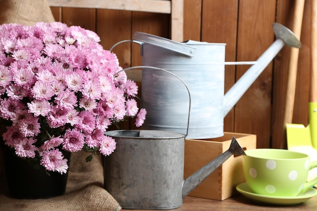 Buisson de chrysanthème dans des outils de pot pour le jardinage sur fond de mur en bois