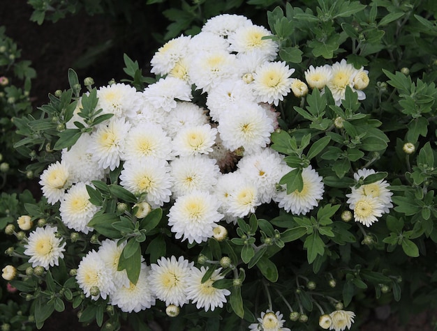 Buisson de chrysanthèmes blancs dans un jardin botanique