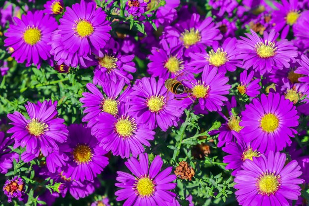 Buisson de chrysanthèmes de fleurs d'automne en arrière-plan