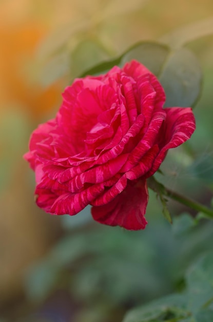 Buisson coloré de roses rayées dans le jardin Belle rose rayée rouge et blanche Red Intuition