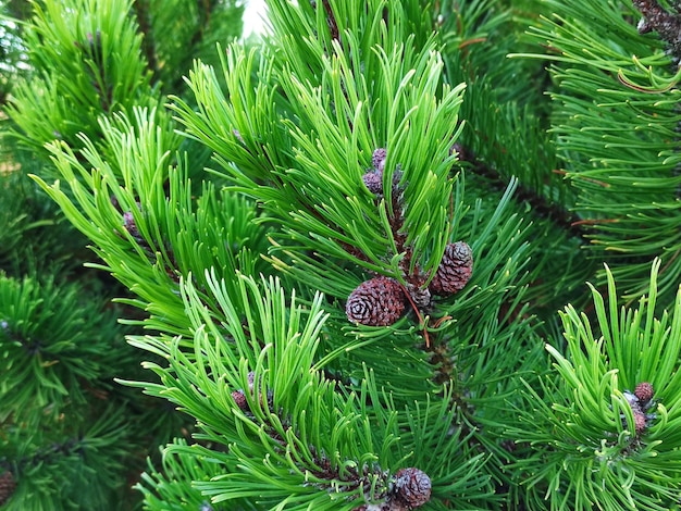 Un buisson de cônes de pin en gros plan