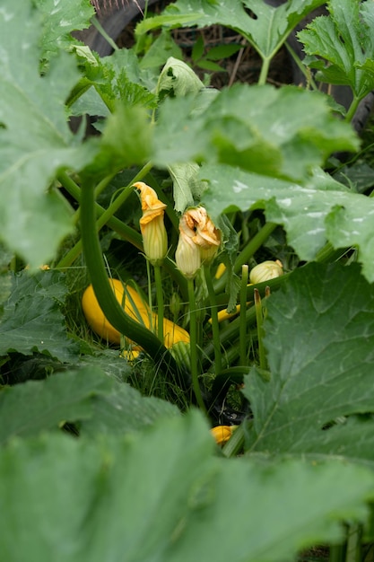 Buisson de courge