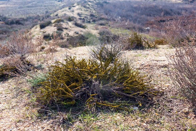 Buisson couvert de mousse sèche dans la steppe