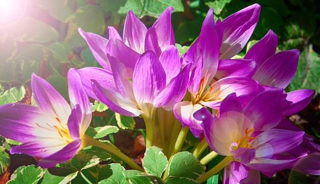 buisson de crocus violets au soleil