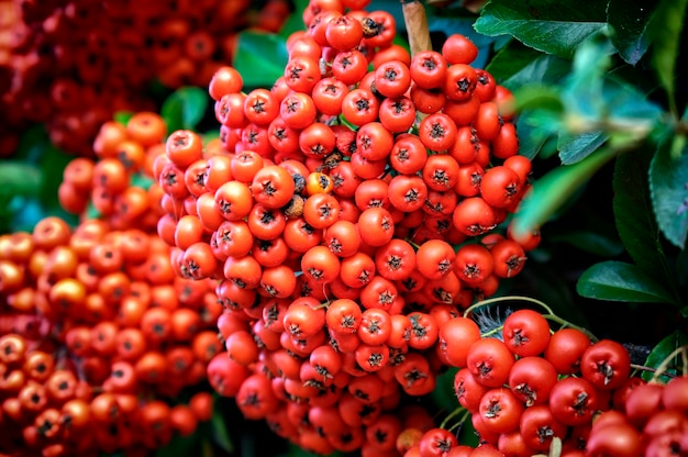 Buisson décoratif automne-hiver. Fruits mûrs rouges Pyracantha coccinea.