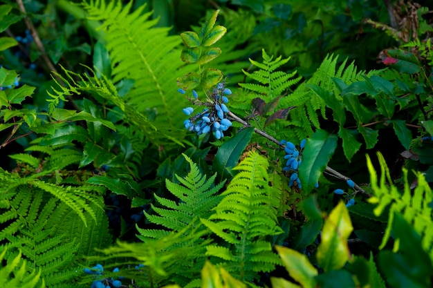 Buisson décoratif avec des baies bleues entre une fougère