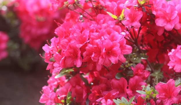 Buisson du Rhododendron dans le jardin botanique Beau fond floral