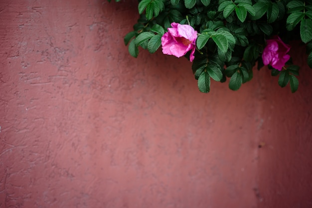 Buisson d'églantier avec des fleurs en bref sur fond de clôture rose estompée. Copiez l'espace.