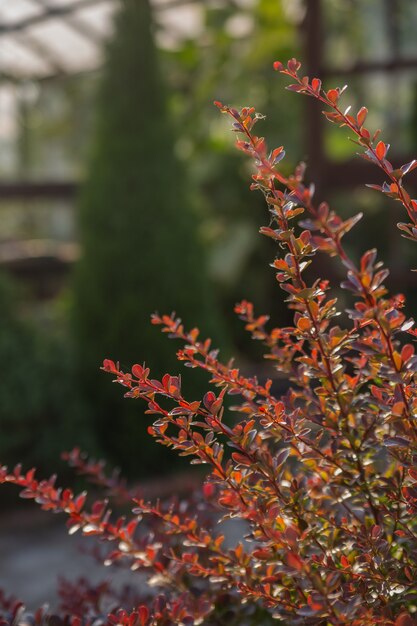 un buisson d'épine-vinette dans les rayons du soleil couchant se bouchent