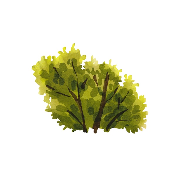 Un buisson d'été vert sur fond blanc Illustration à l'aquarelle d'un arbre avec des feuilles Dessin botanique Un buisson d'été L'illustration pour enfants convient aux cartes postales de conception