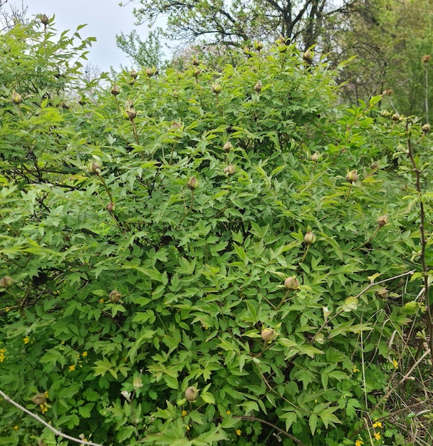 Un buisson avec des feuilles vertes et un gros buisson avec le mot "sauvage" dessus.