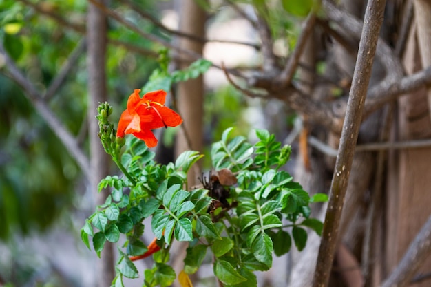 Buisson de fleur orange rouge isolé