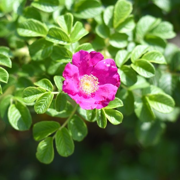 Buisson fleuri d'églantier