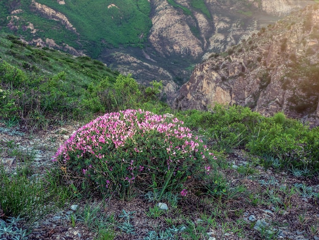 Buisson fleuri sur le fond des montagnes. Buisson d'Onobrychis cornuta sur un versant de montagne. Fond naturel de montagne.