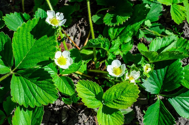 Buisson fleuri de fraise dans le jardin au printemps