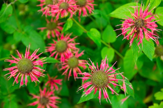 Le buisson fleuri de monarda pousse dans le jardin après la pluie Belles fleurs