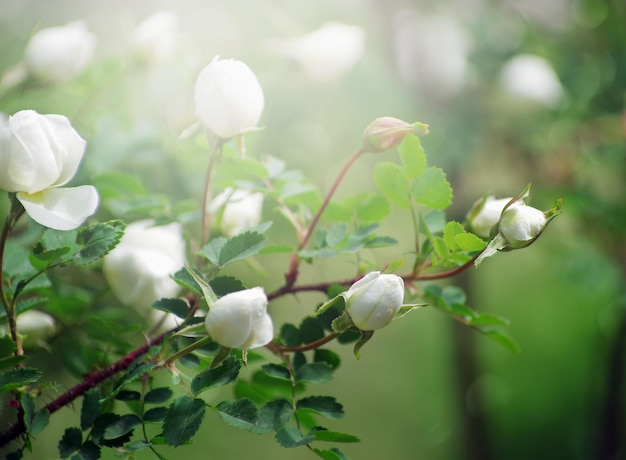 Buisson fleuri d'une rose