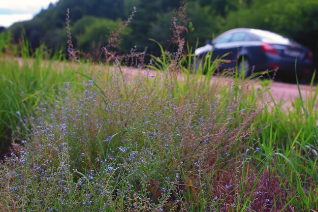 buisson de fleurs au bord de la route