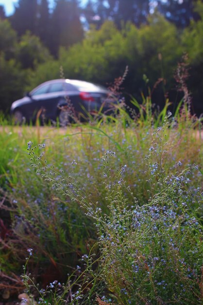 Buisson de fleurs au bord de la route