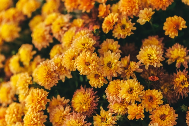 Buisson de fleurs automne jaune en pot se bouchent