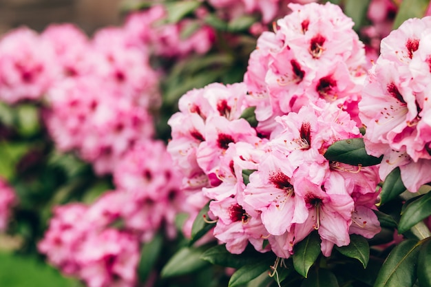 un buisson de fleurs d'azalée rose