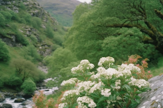 Un buisson de fleurs blanches est devant une rivière.