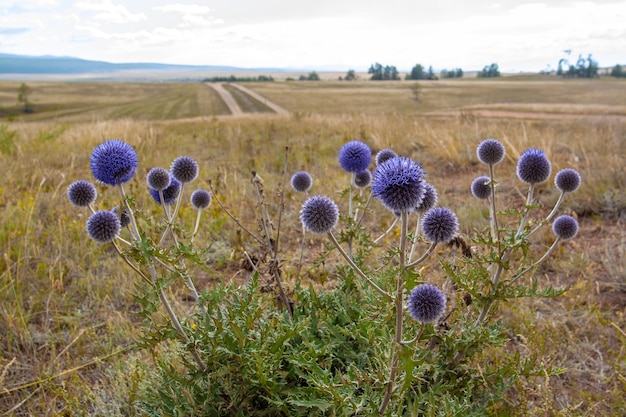 Buisson de fleurs bleues épineuses et rondes poussant dans la steppe. Mise au point sélective sur les fleurs. Image horizontale.