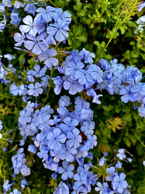 Photo un buisson avec des fleurs bleues