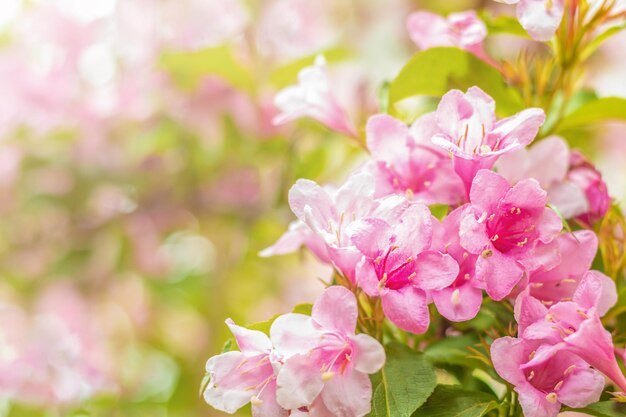 Buisson à fleurs brillantes de weigela rose dans le jardin Mise au point sélective Espace de copie Place pour le texte Mise au point sélective de pétales rose vif