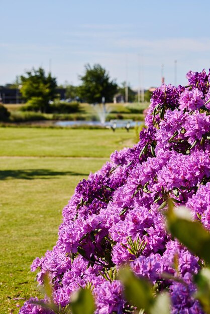 Photo un buisson de fleurs dans le parc