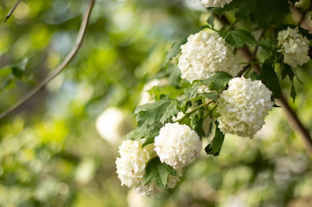 Un buisson de fleurs avec des feuilles vertes et des fleurs blanches