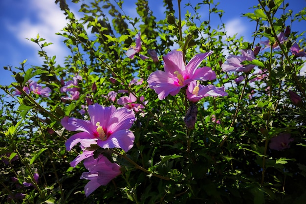 Un buisson de fleurs d'hibiscus contre le ciel