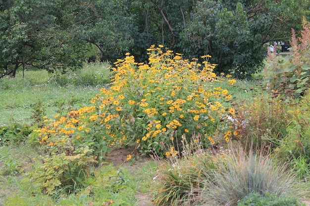 Un buisson de fleurs jaunes ardentes agréable aux yeux et souriant au soleil