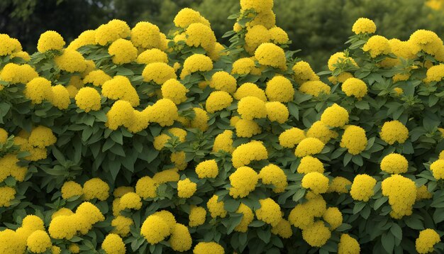 Photo un buisson de fleurs jaunes avec des feuilles vertes